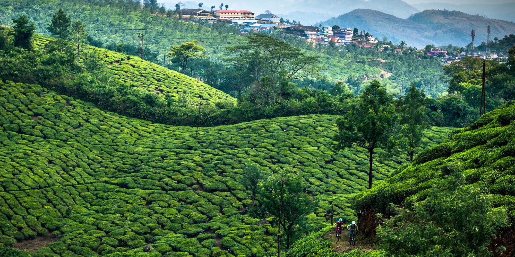 Mountain Bike through lush green tea plantations